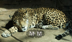 jaguar-woodland-park-zoo