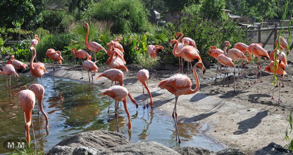 flamingos-at-Safari-West