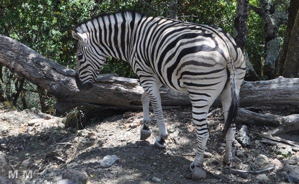 zebra at Safari West