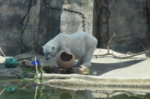 Polar Bear at Oregon Zoo