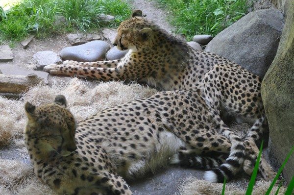 leopards at Oregon Zoo