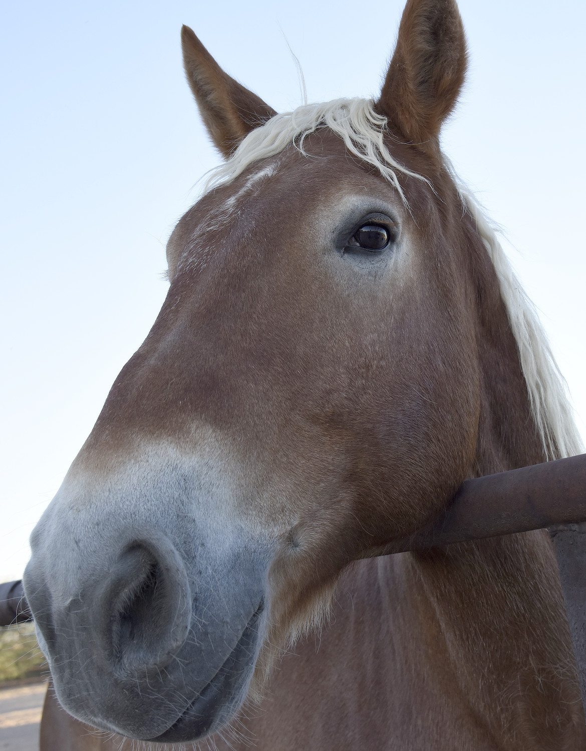 brown horse at a dude ranch