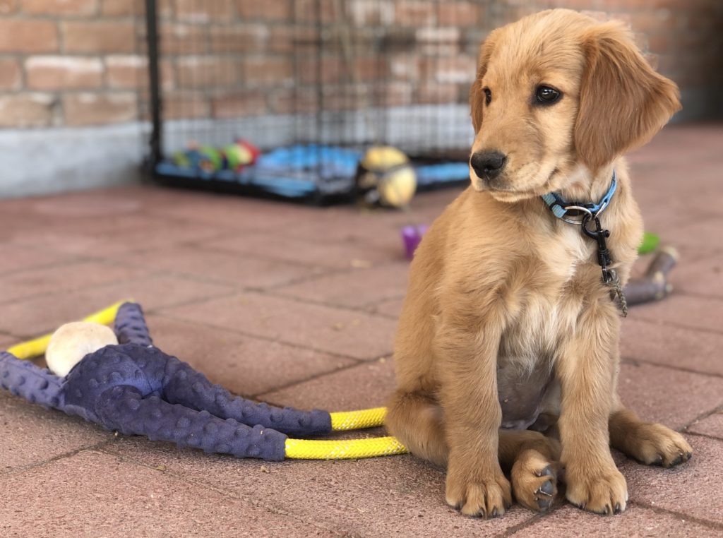 Christmas Gift Guide 2020: Gifts for Puppies 6