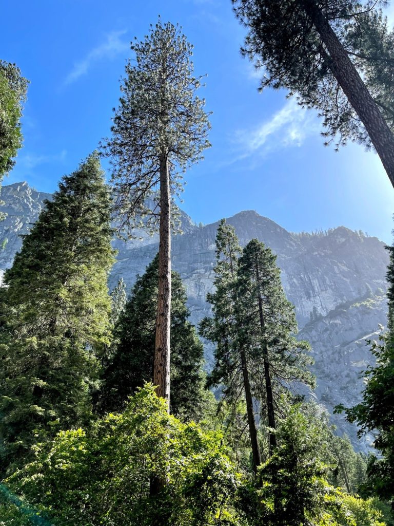 Travel With Kids: Yosemite National Park, South Entrance 36