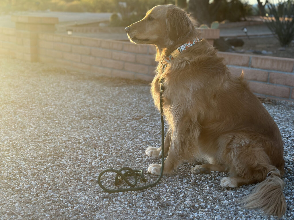 Christmas Gift Guide 2023: Gifts for Golden Retrievers 8